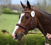 Tota Comfort Bridons