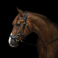 Muserolle bas bridon