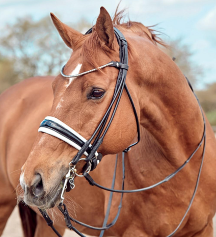 Finesse Noseband for Cassidy Weymouth Black/Silver
