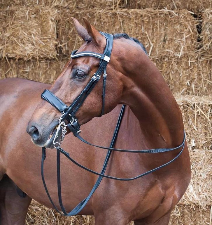 Weymouth Bridles - Bridle & Ride