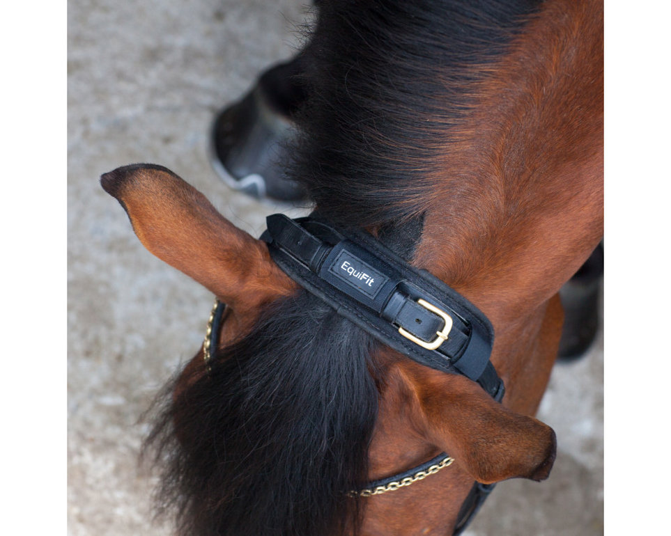  Protect This Horse Bridle Medallion : Pet Supplies