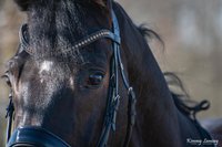 Hoe gaan we te werk - En leveringstermijnen