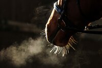 Ever thought about the horses Breathing?