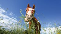 Have you ever watched your horse graze? 