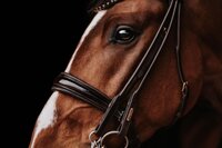 Purpose - Function of the noseband 