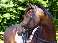 Muserolle model S1 B2F