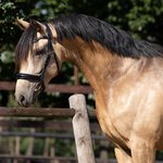 Muserolle model S5 PLAT B2F