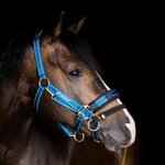 Licol Control Complet avec LK  Stübben 