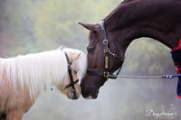 Fairfax Halters Bridle Ride